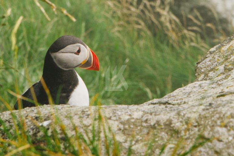 An Atlantic puffin with a colourful beak stands on a rocky outcrop near Giske grass, accompanied by the sound of the sea.